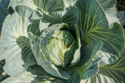 Cabbage on field