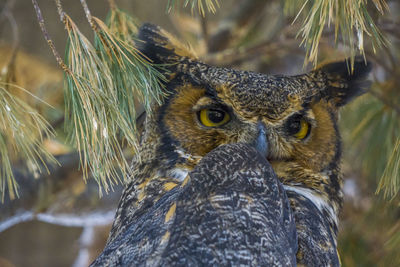 Close-up portrait of owl