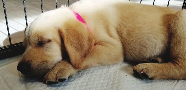 Close-up of dog sleeping