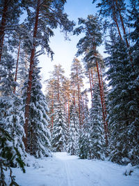 A beautiful pine forest in sunny winter day. snowy scenery of northern europe.