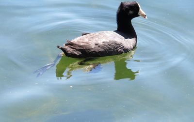 High angle view of duck swimming in lake