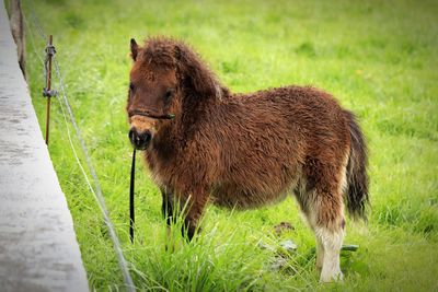 A little horse 