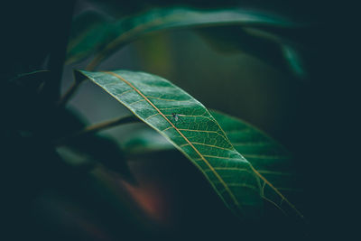 Close-up of plant leaves