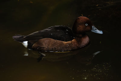 Close-up of duck swimming in lake