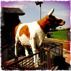Close-up of goat