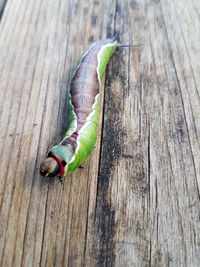 Close-up of lizard on wood