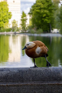 Close-up of bird perching on retaining wall