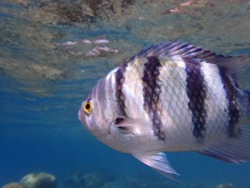 Close-up of fish swimming in sea