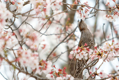 Low angle view of bird in cherry blossoms