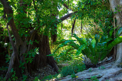 Trees in forest