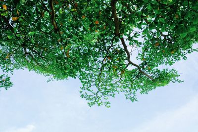 Low angle view of trees