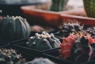 Close-up of potted plant on table