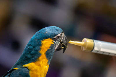 Close-up of parrot perching