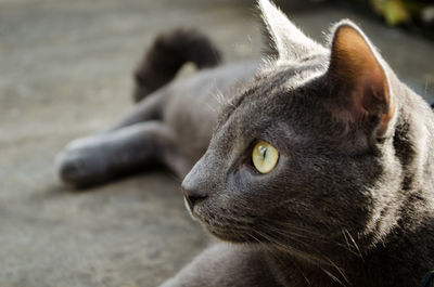 Close-up of cat lying down