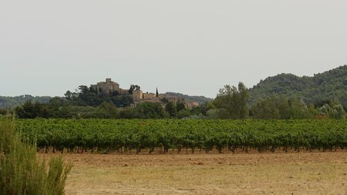 Vineyard against clear sky