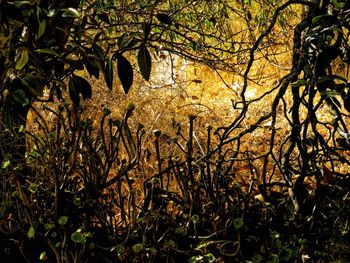 Trees in forest during autumn