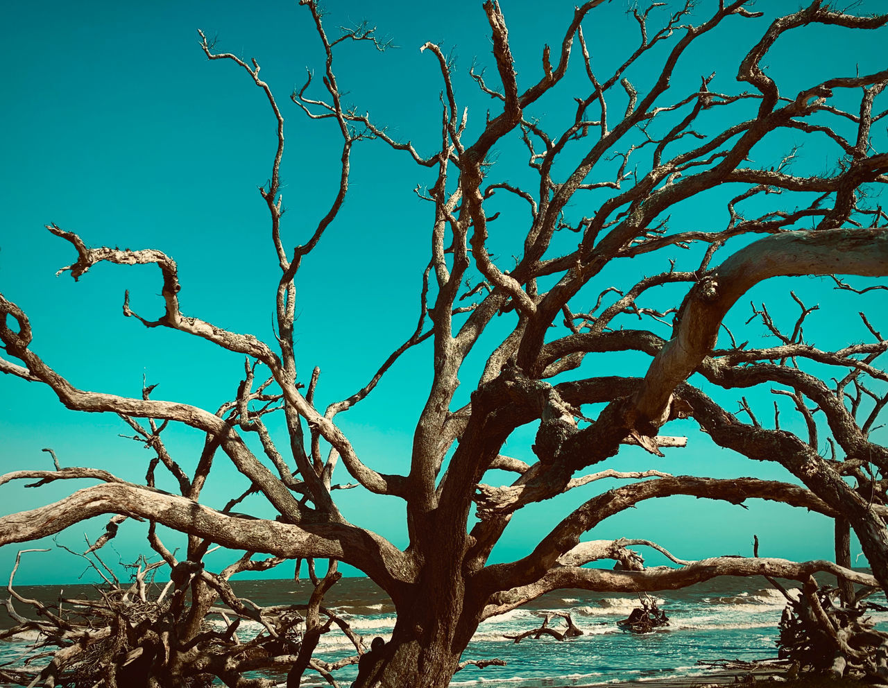 LOW ANGLE VIEW OF BARE TREE AGAINST BLUE SKY