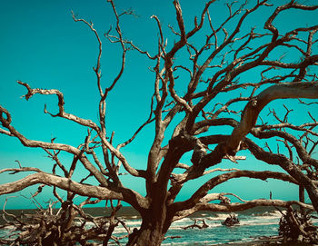 Low angle view of bare tree against sea