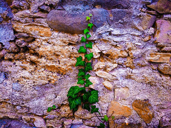 Full frame shot of ivy growing on tree trunk