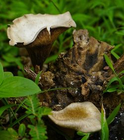 Close-up of mushroom in forest