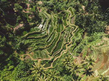 High angle view of agricultural field