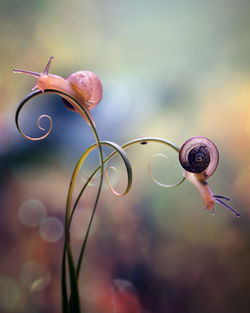 Close-up of snails on tendrils