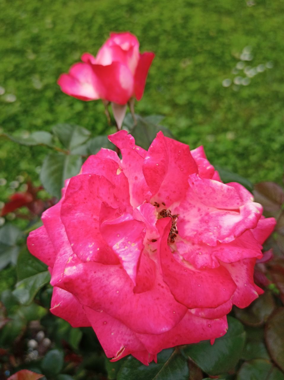 CLOSE-UP OF PINK ROSE WITH RED ROSES