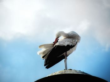 Low angle view of bird perching on nest against sky