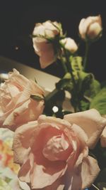 Close-up of flowers blooming outdoors