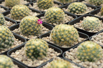 Full frame shot of succulent plants