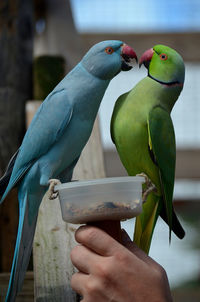 Close-up of a hand holding a bird