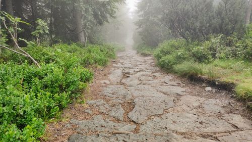 Road amidst trees in forest