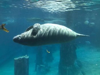 Fish swimming in sea