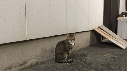 Cat sitting on wall