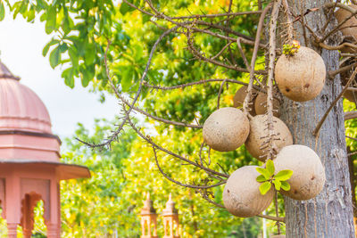 Low angle view of fruits growing on tree