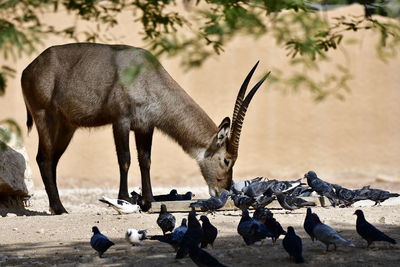 Common waterbuck