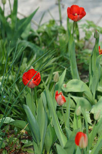 Close-up of red poppy flowers