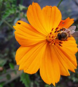 Close-up of bee pollinating on yellow flower