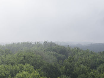 Plants growing on land against sky