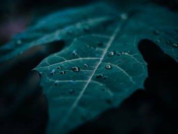 Close-up of raindrops on leaves