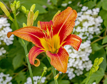 Close-up of orange day lily