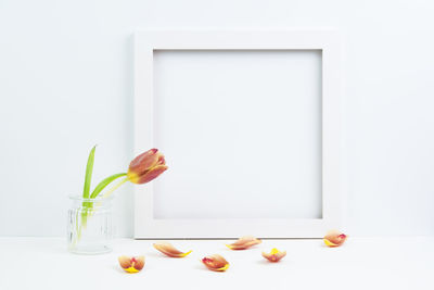 Close-up of tulips in vase against white background