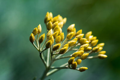 Close-up of flowering plant