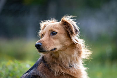 Close-up of dog looking away