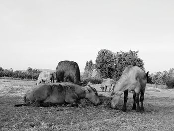 Elephant on landscape against sky