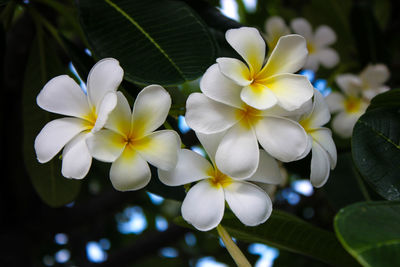 Close-up of white frangipani flowers