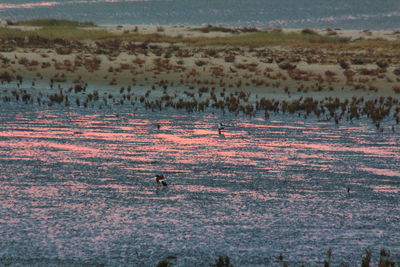 High angle view of birds on land