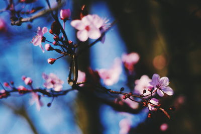 Close-up of cherry blossoms in spring