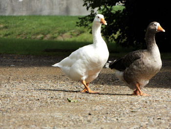 Geese walking on field during sunny day