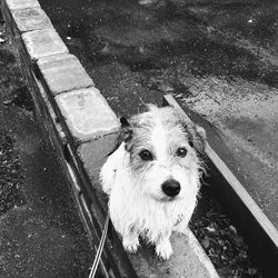 High angle portrait of dog standing outdoors